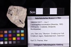 Foto (Objket + Etiketten) von Cracensigillatus acutirostrus (Moericke, 1889) 